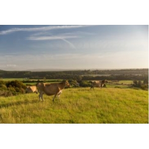 恒天然原奶大起底，RFID芯片收集信息