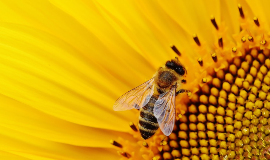 蜜蜂.png 蜜蜂.png